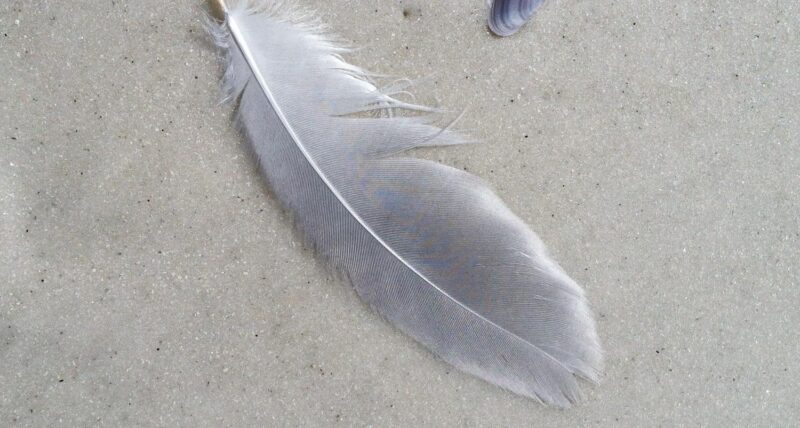 Travel recruitment vacancy beach feather