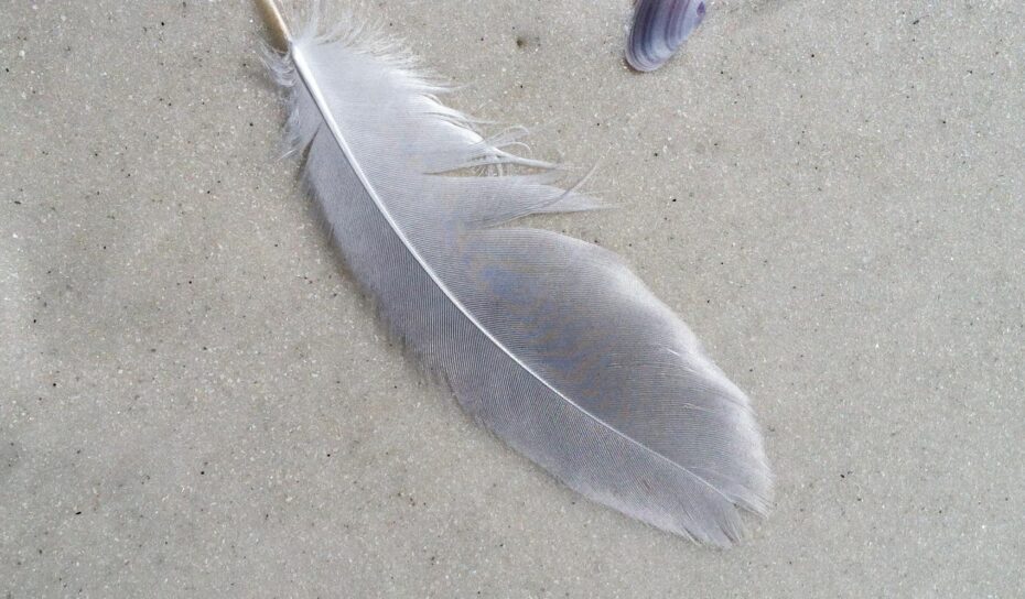 Travel recruitment vacancy beach feather