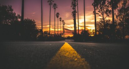 palm tree sunset