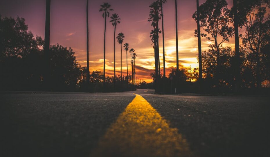 palm tree sunset