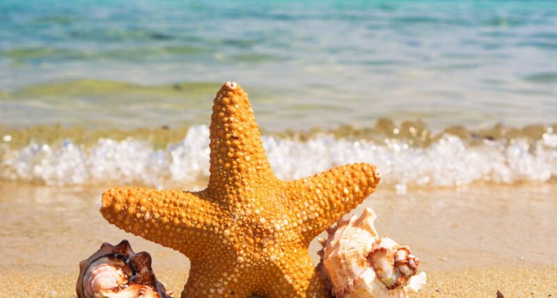 starfish shell starfish shell