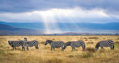 africa3