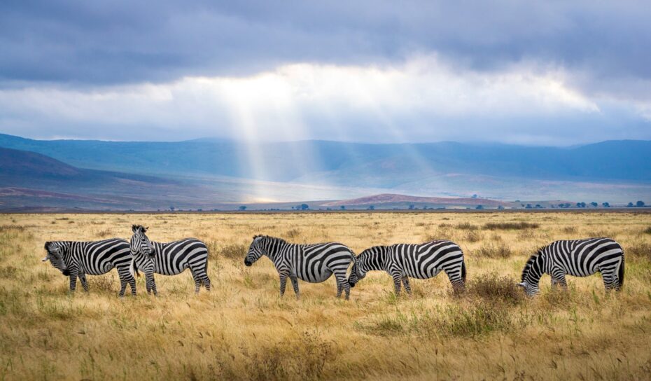 africa3