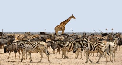 africa zebra
