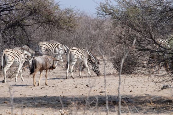black and white zebras in the African savannah. game drive in the nature reserve with wild animals, nature photography of a herd of zebras during drought season in boteti river